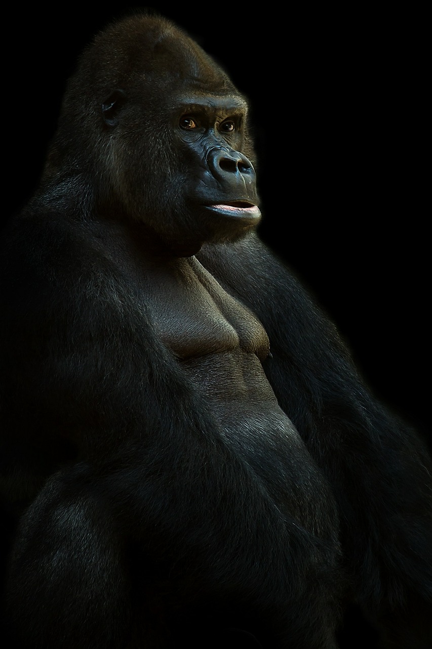 Image - gorilla silverback ape animal