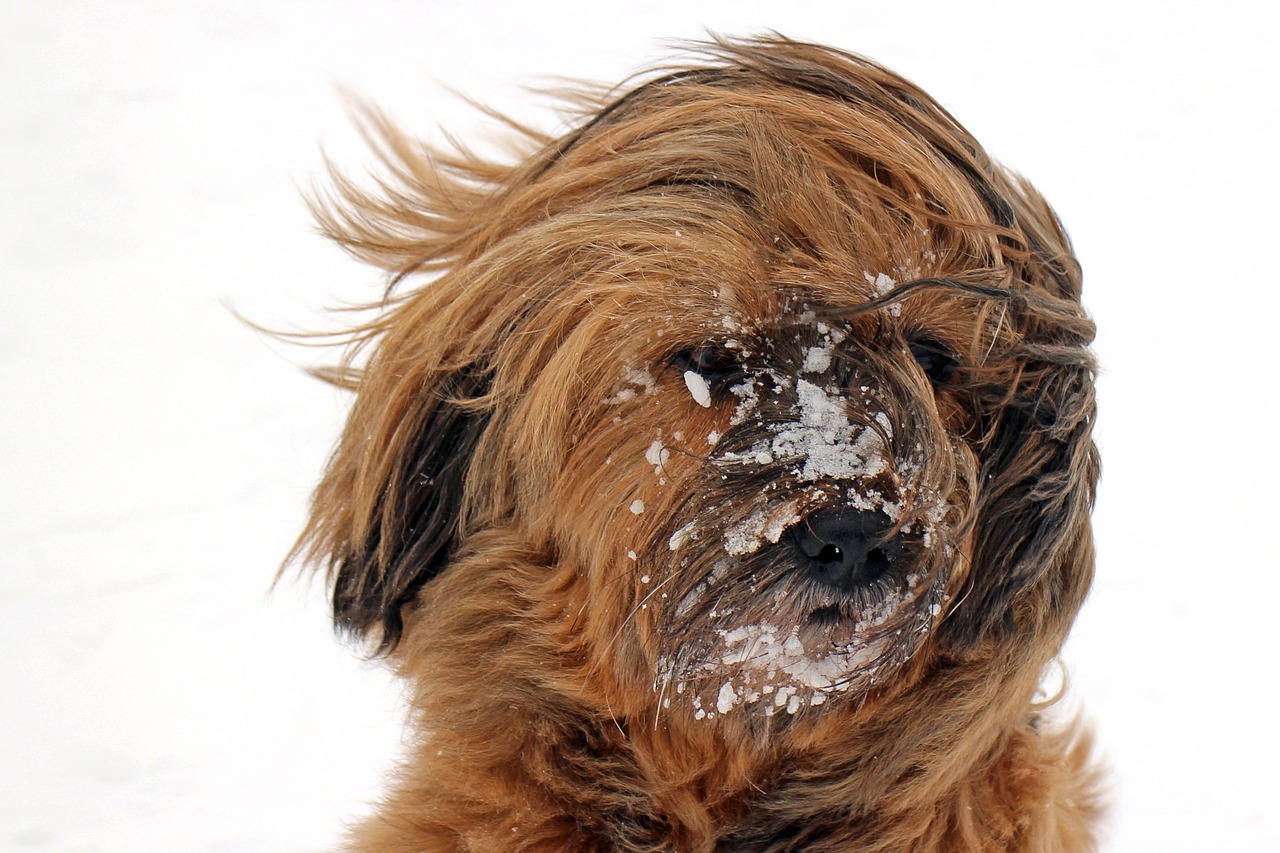 Image - dog snow portrait face head