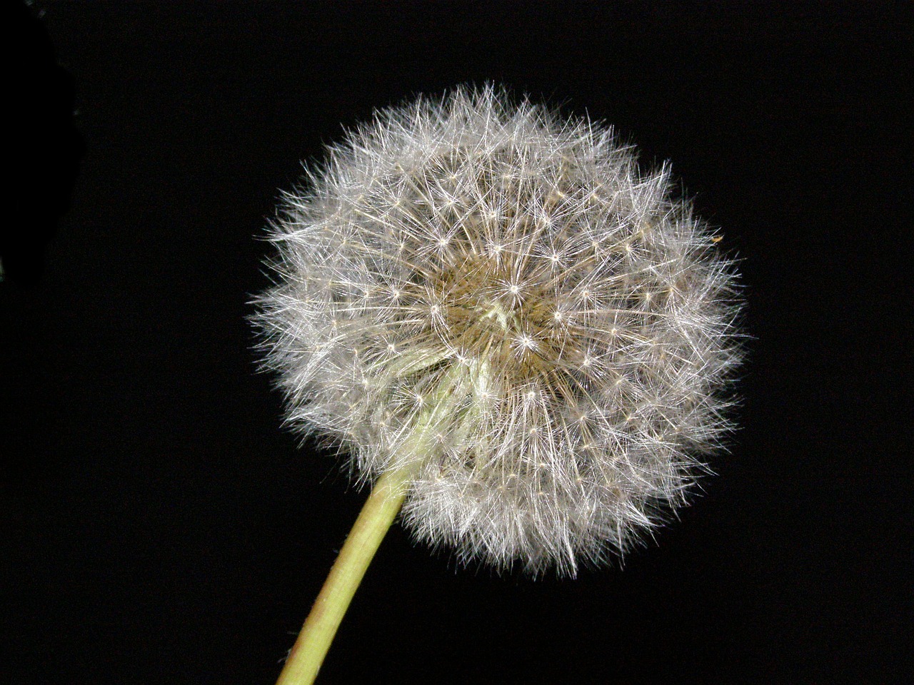 Image - dandelion blowball flower nature