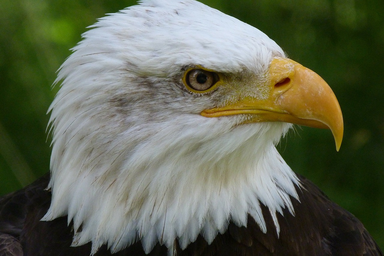 Image - bird bird of prey raptor