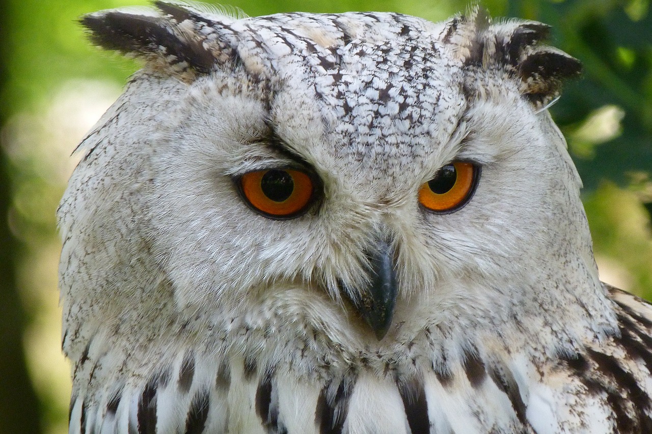 Image - owl bird animal eagle owl