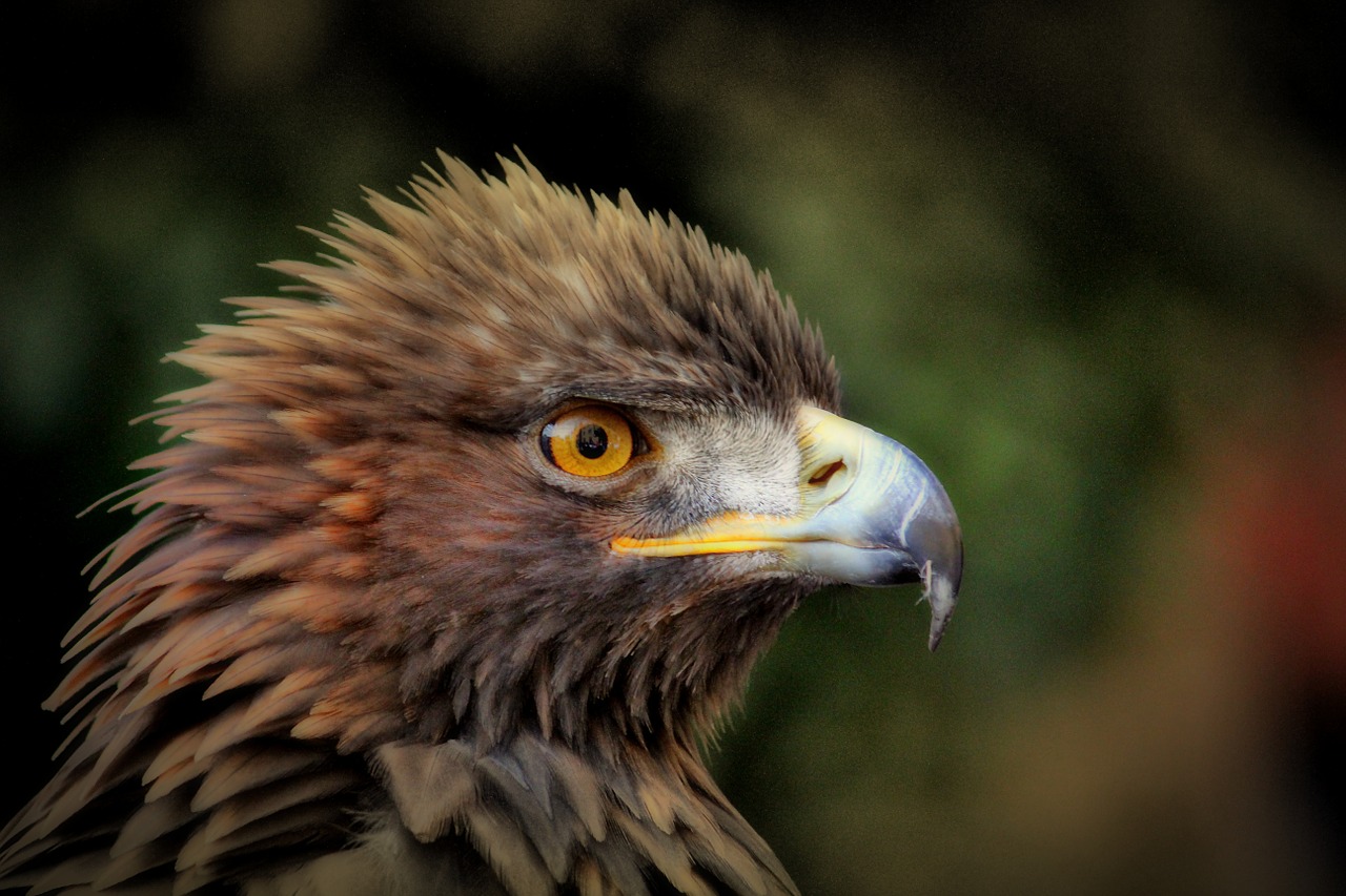 Image - golden eagle adler bird raptor