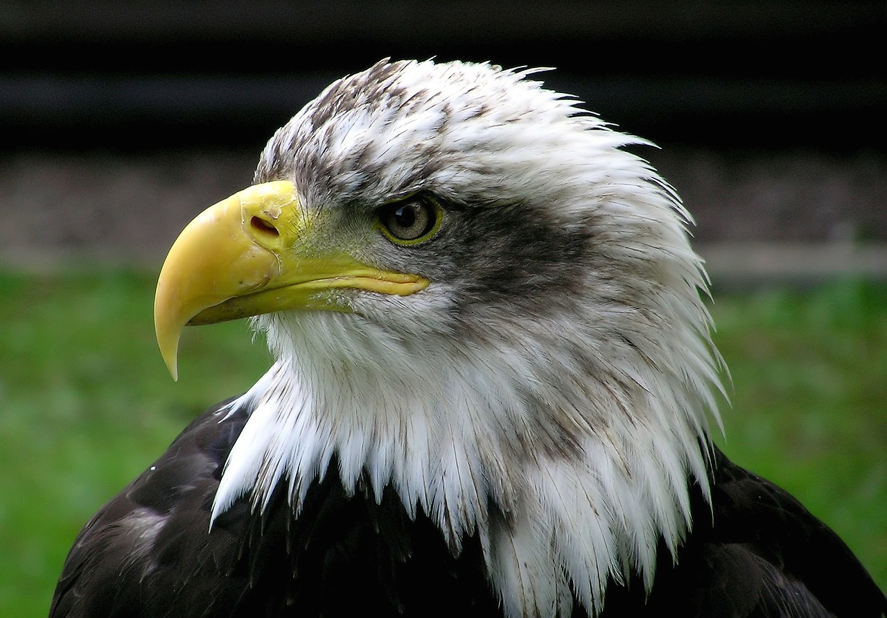 Image - bald eagle adler raptor bird