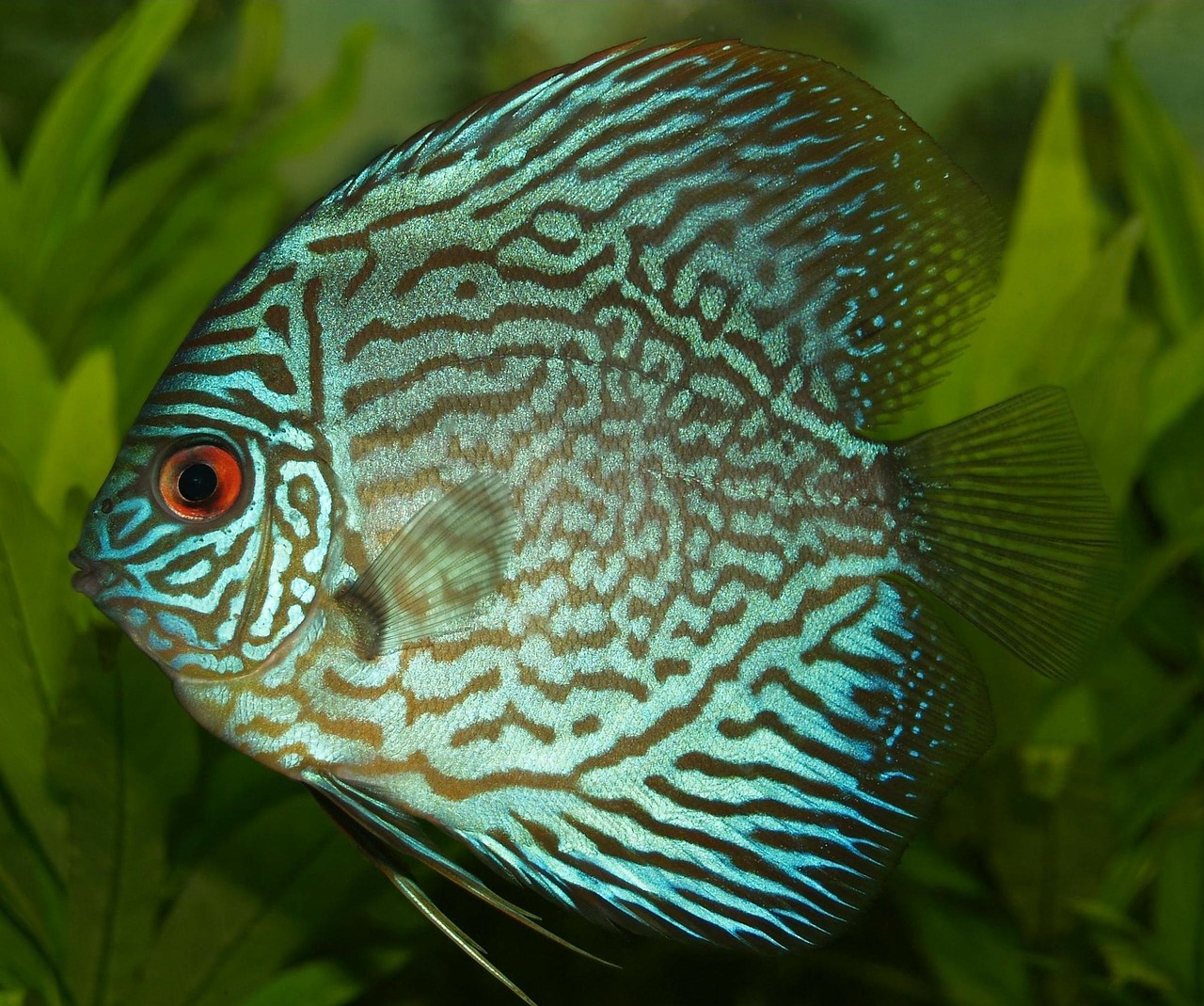 Image - perch cichlid discus cichlid