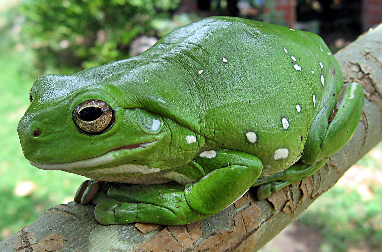 Image - finger coral tree frog running frog