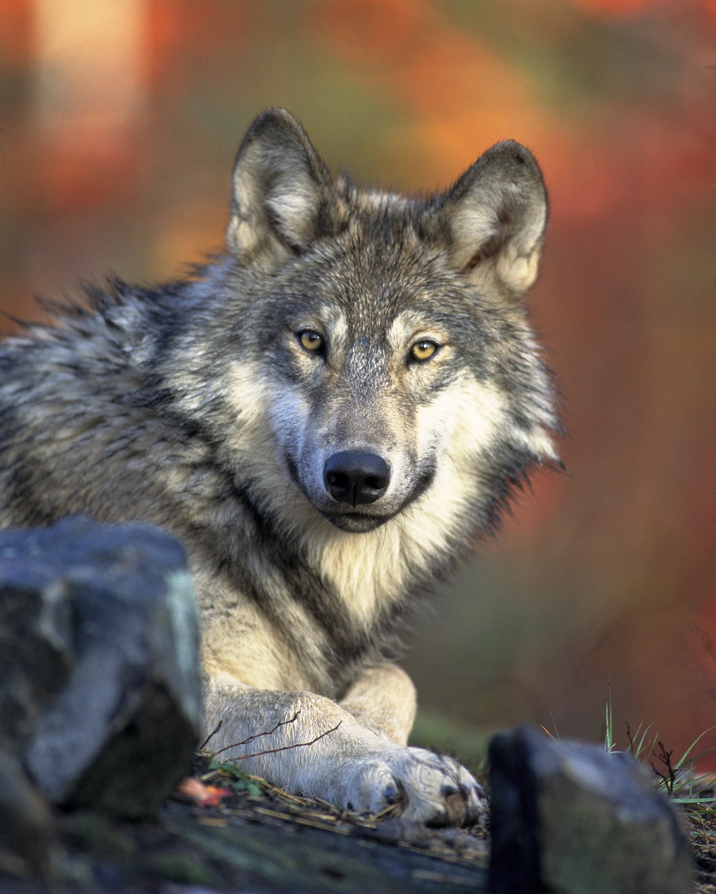 Image - wolf predator canidae canis lupus