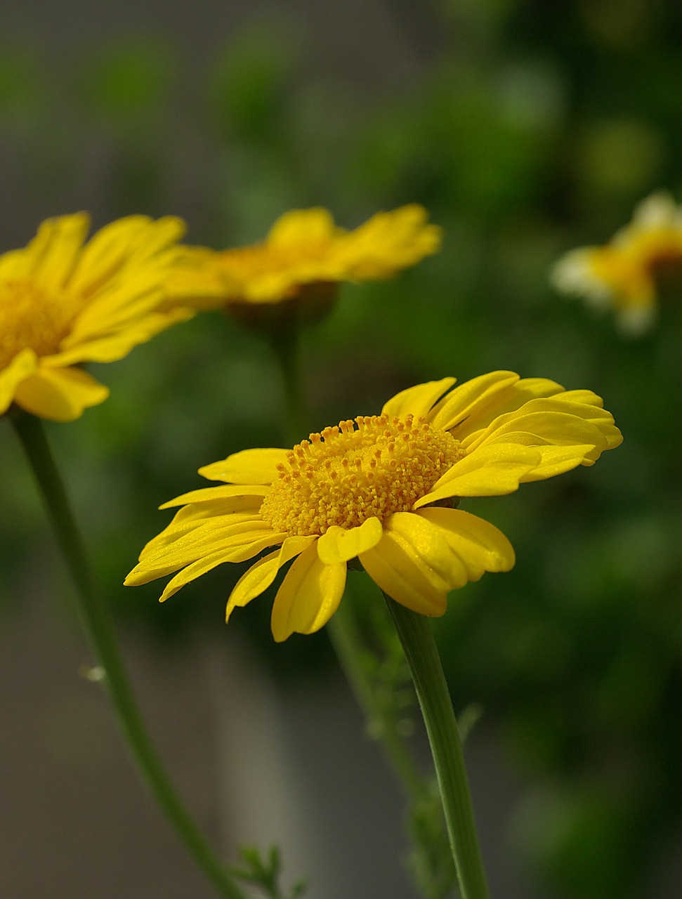 Image - chrysanthemum flower crown marigold