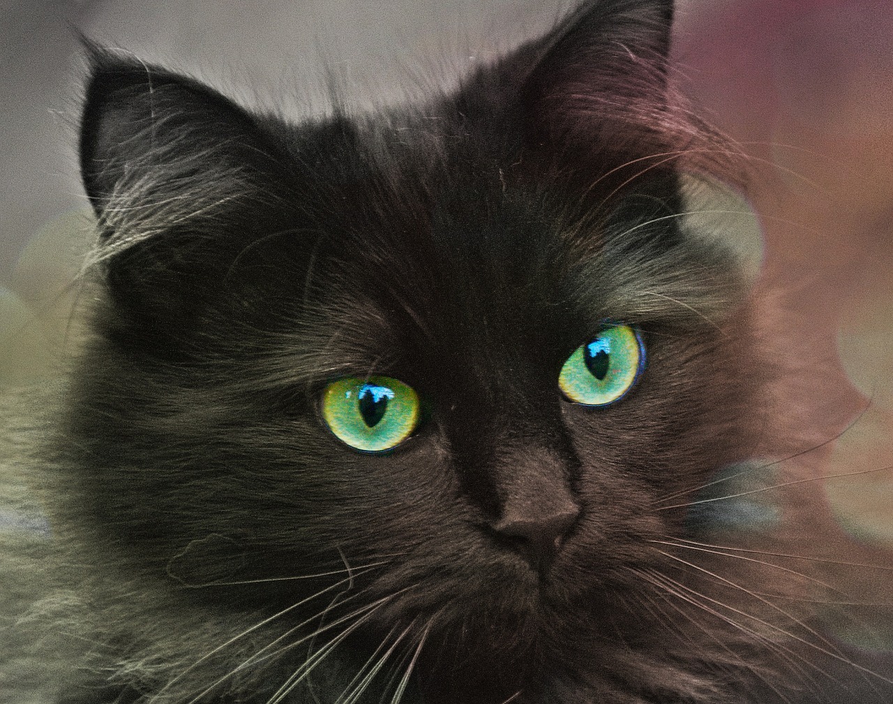 Image - cat animal pet eyes animal world