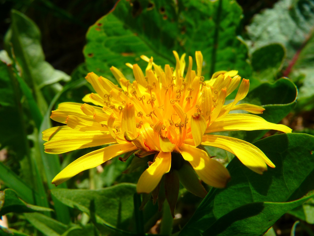 Image - dandelion wildflowers close meadow