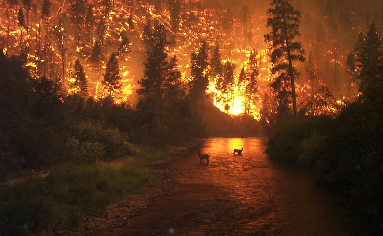 Image - forest fire brand fire