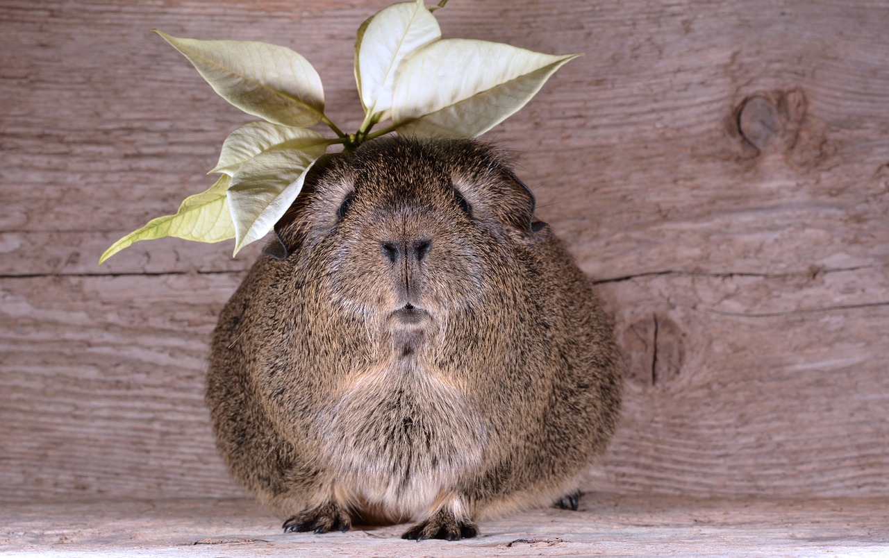 Image - guinea pig smooth hair lemonagouti