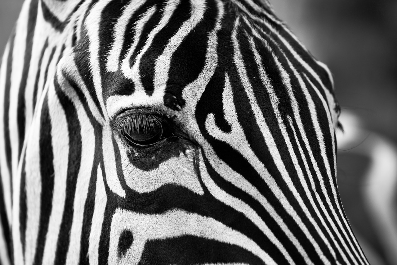 Image - zebra stripes black and white zoo