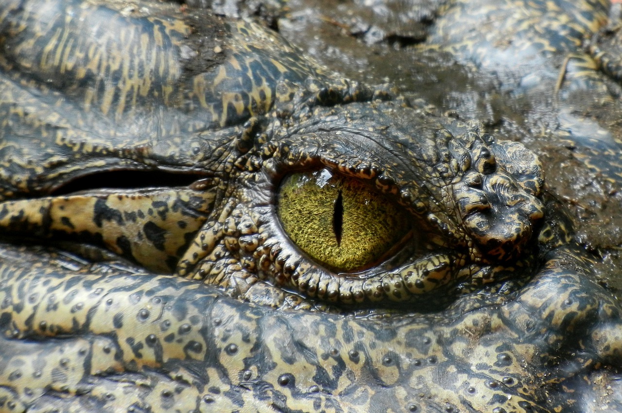 Image - crocodile eye animal nature