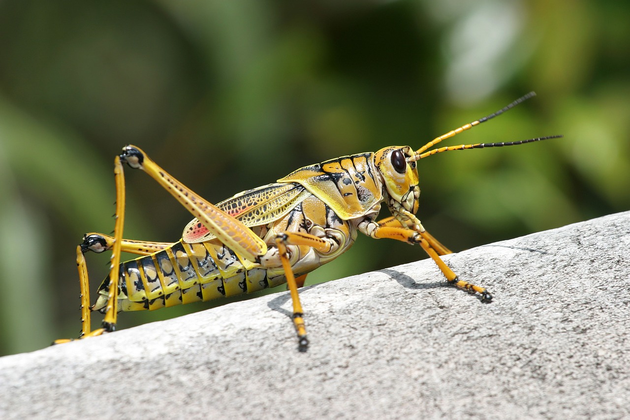 Image - caelifera grasshopper