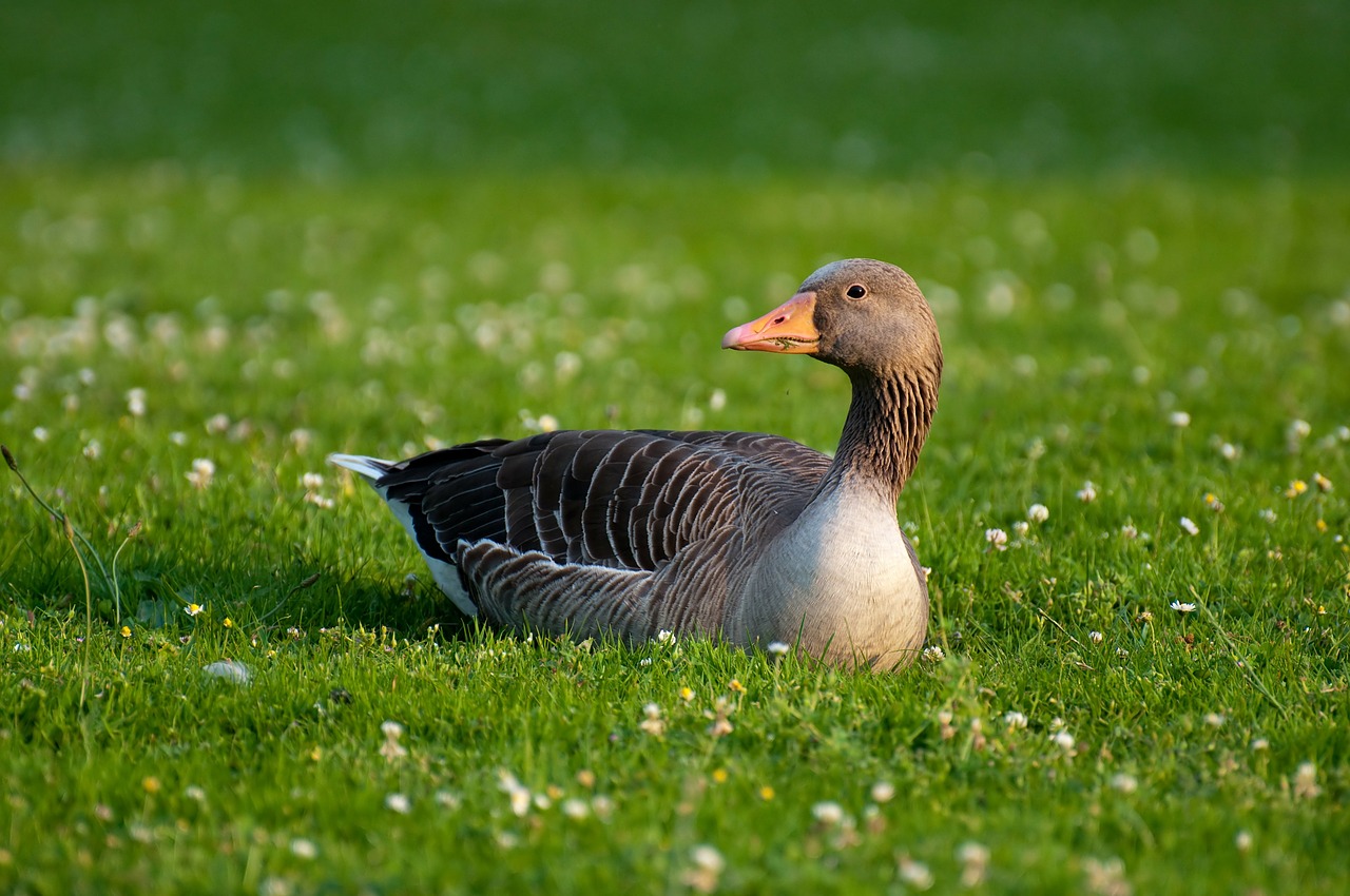 Image - greylag goose goose anser anser