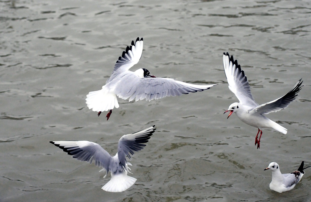 Image - silver gull black headed gull sea