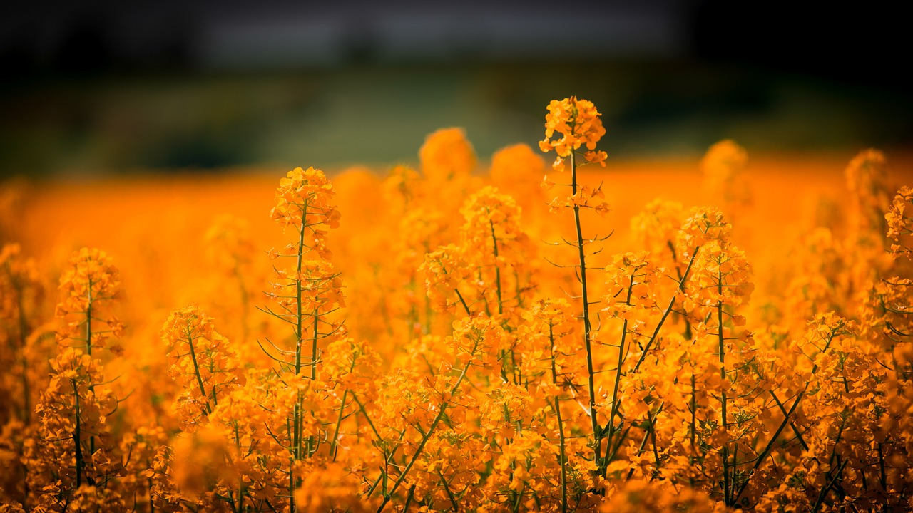 Image - oilseed rape blossom bloom field