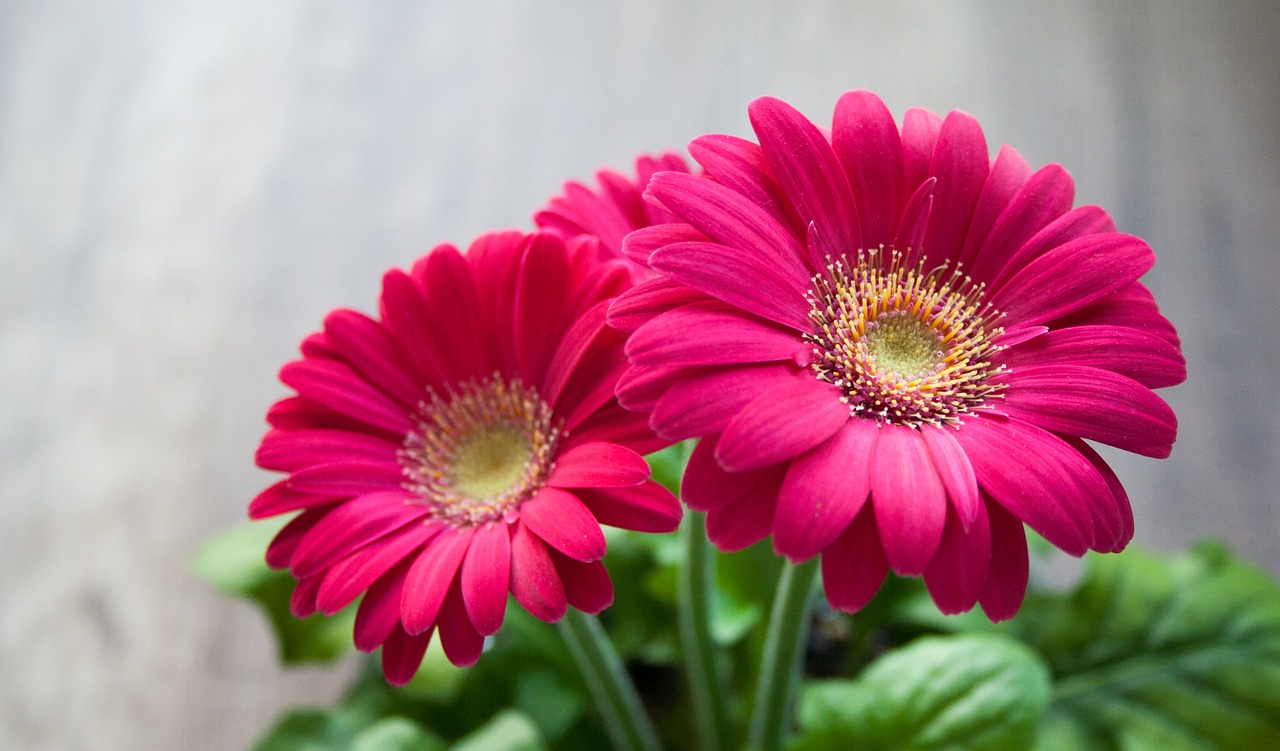 Image - flower spring summer gerbera