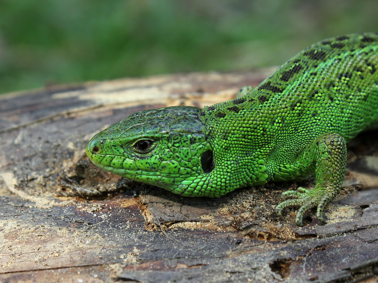 Image - sand lizard lizard lacerta agilis