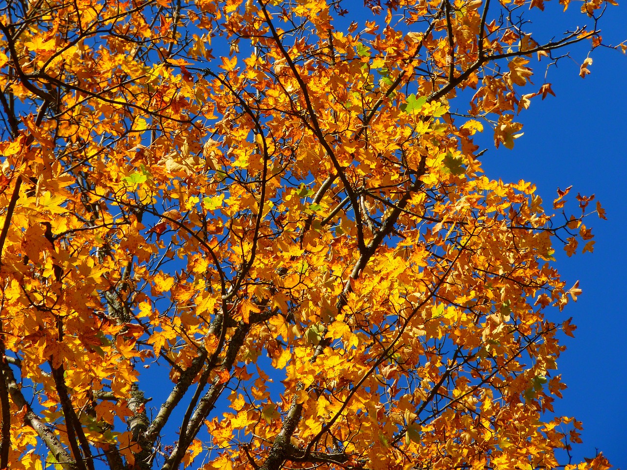 Image - autumn colorful tree leaves yellow