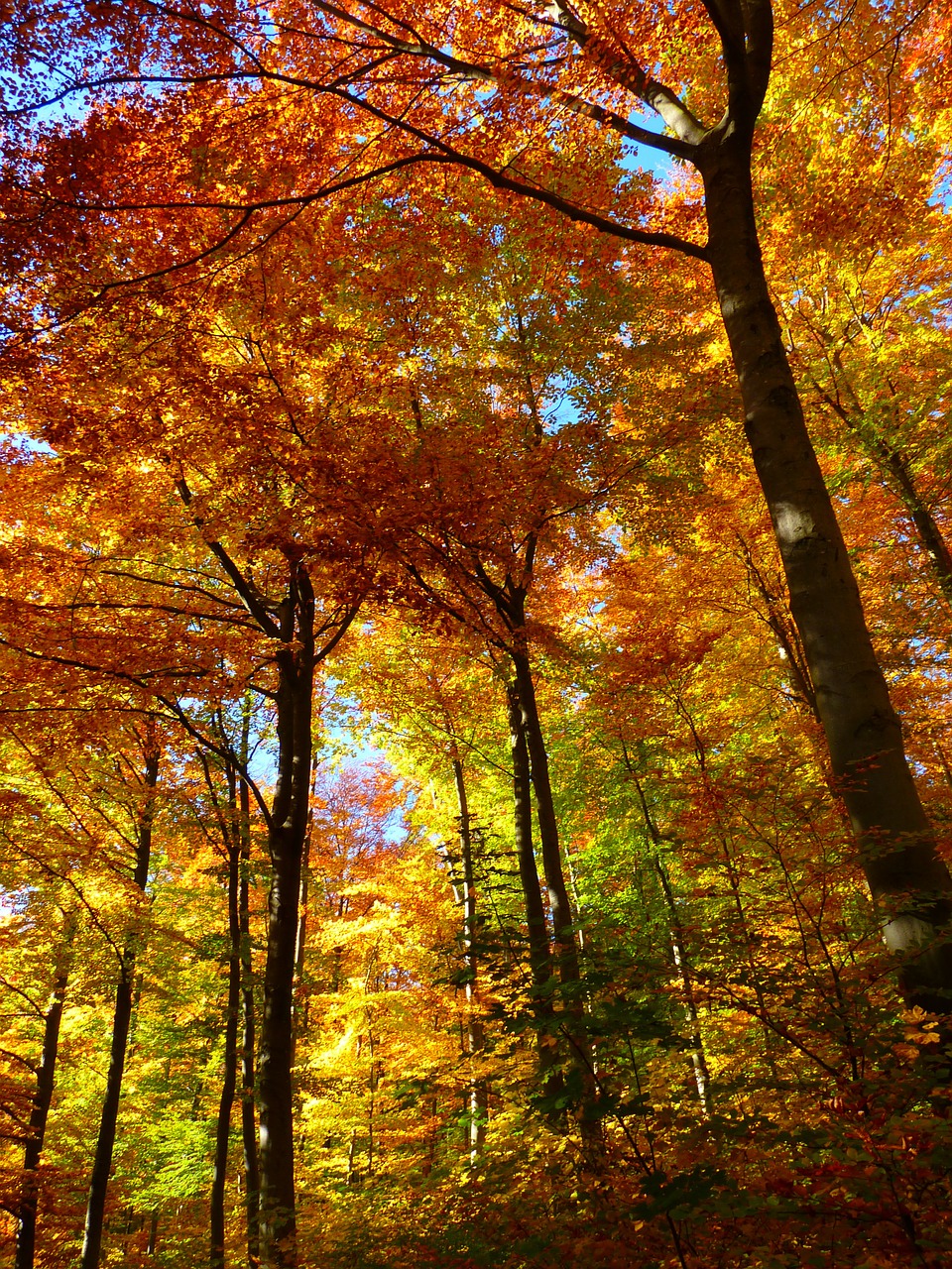 Image - forest autumn forest colorful trees