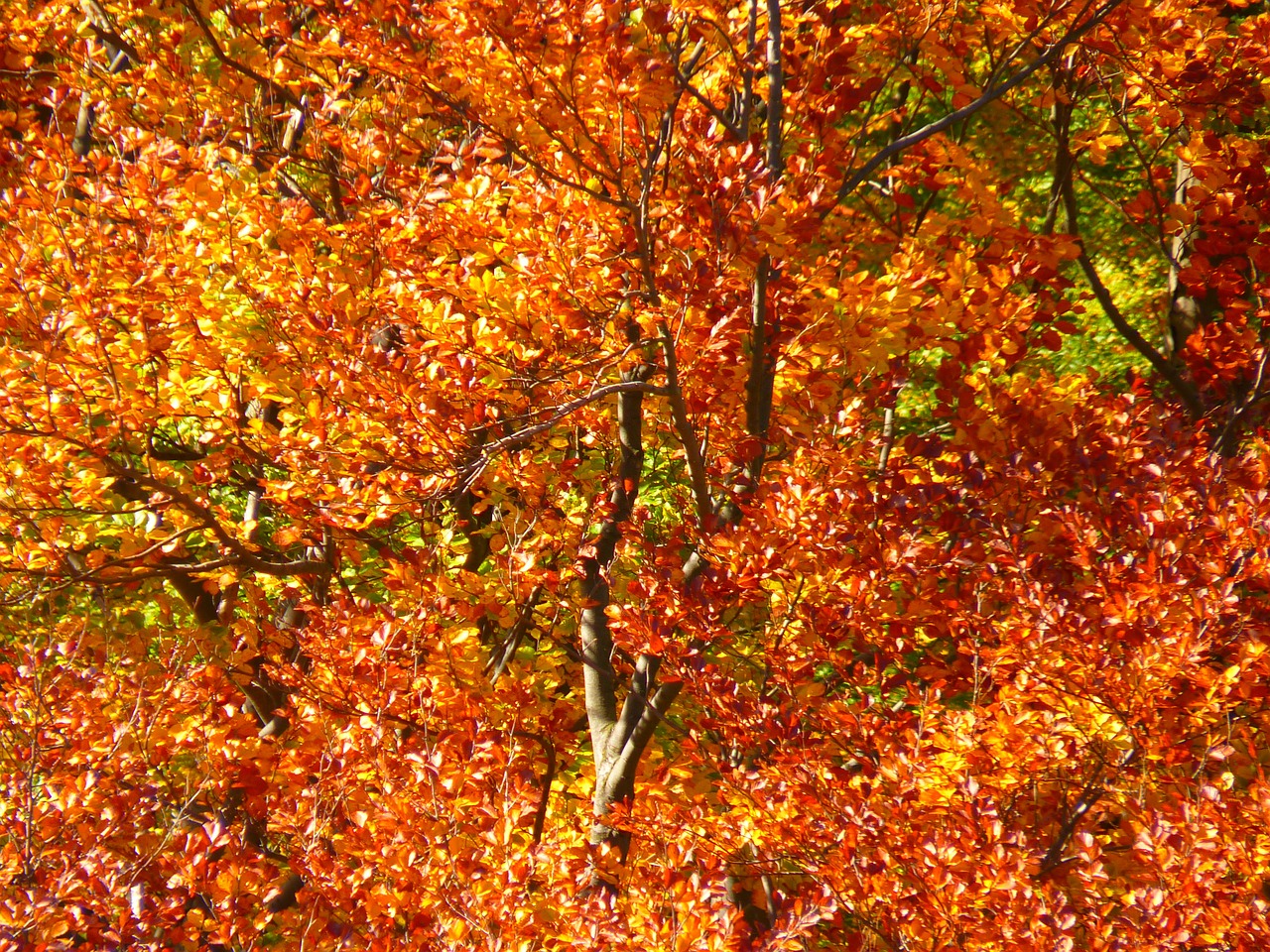 Image - forest autumn forest colorful trees