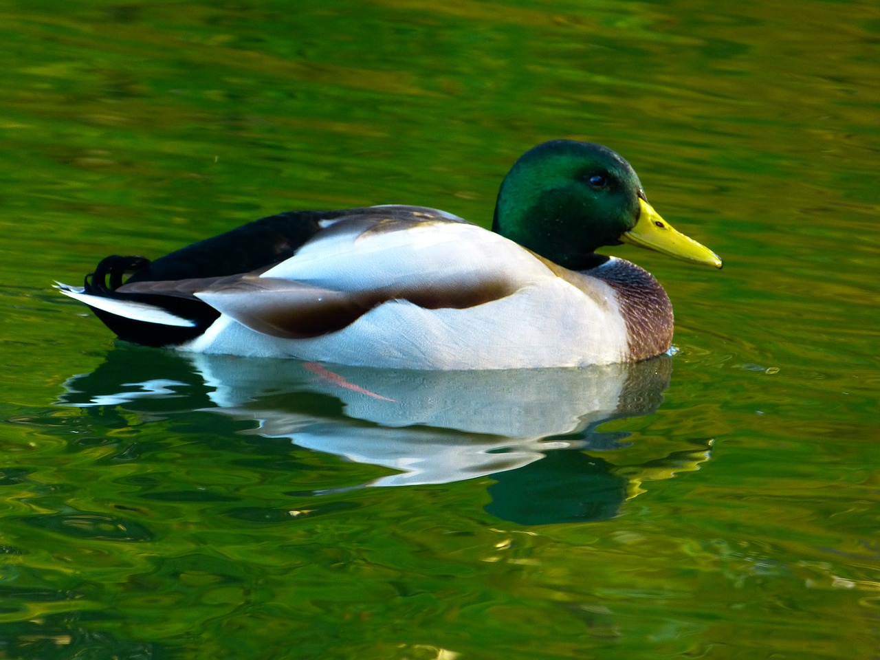 Image - duck drake water green yellow