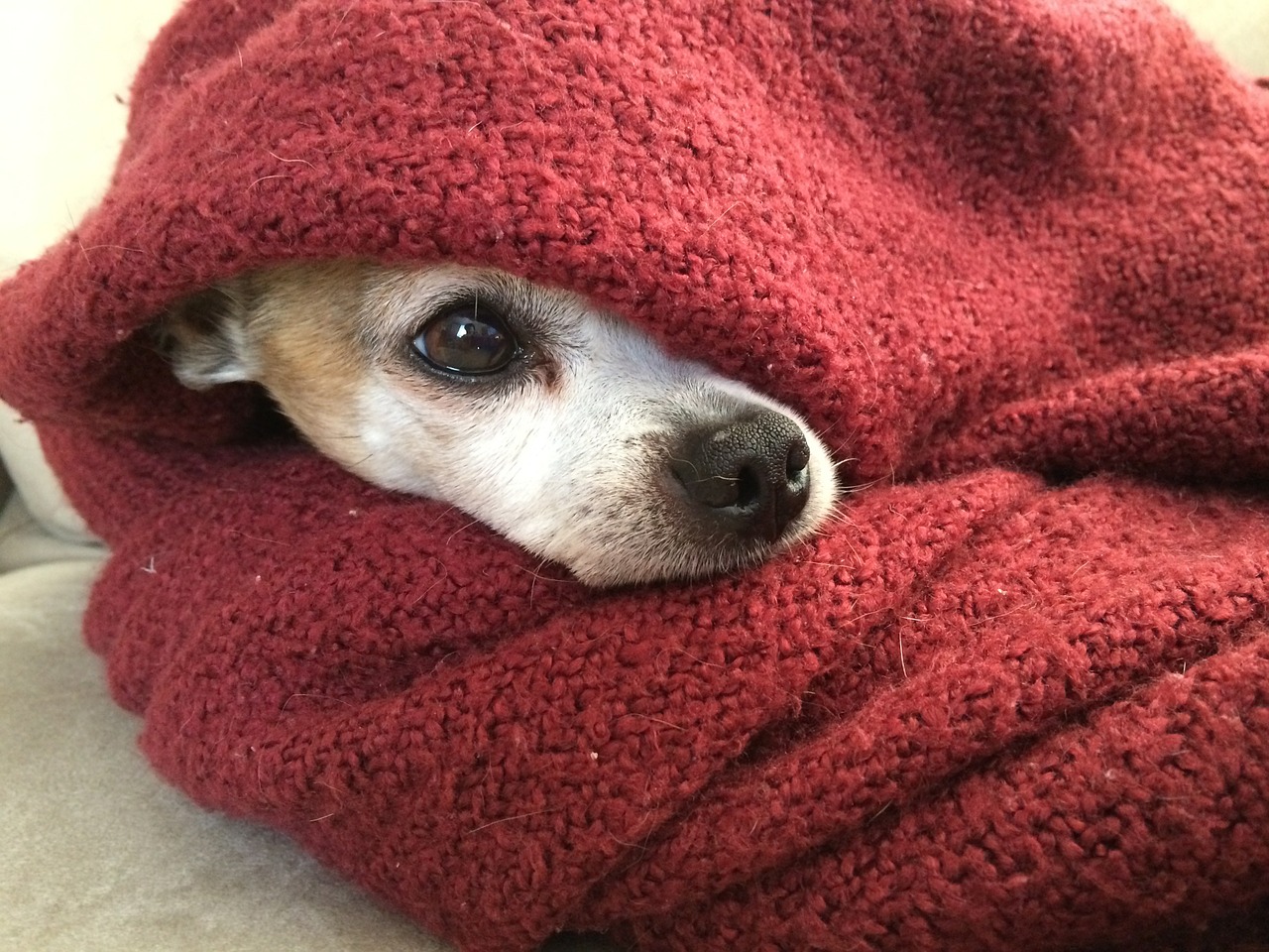 Image - chihuahua dog blanket cold winter