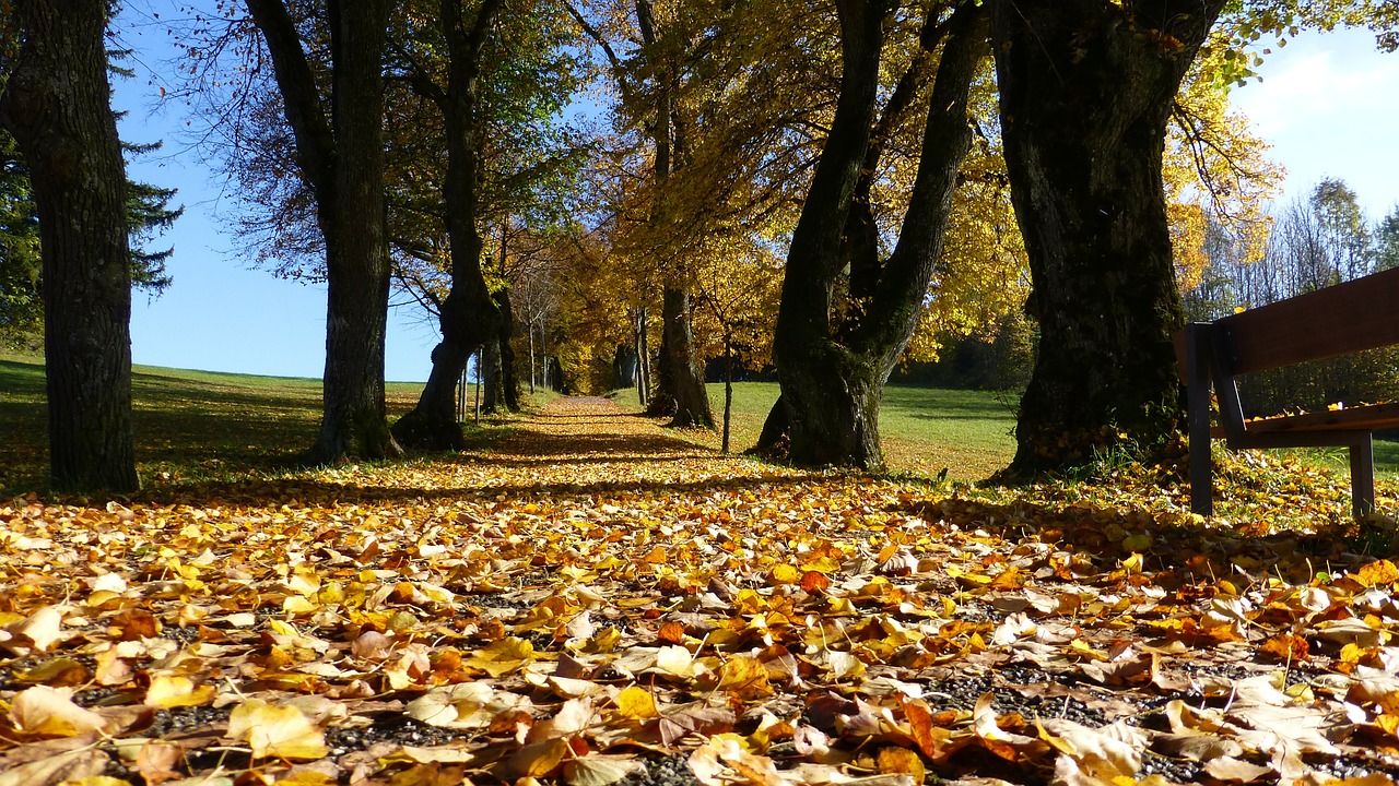 Image - allgäu autumn leaves trees