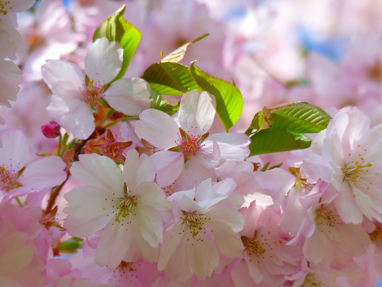 Image - japanese cherry trees blossom bloom