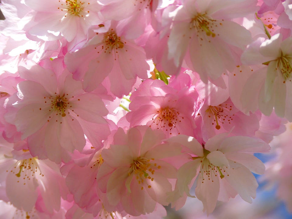 Image - japanese cherry trees blossom bloom