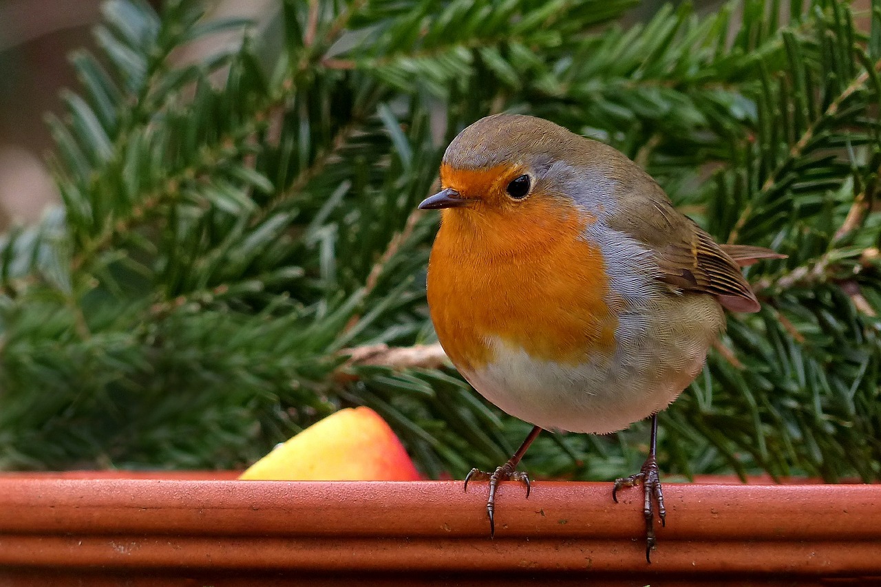 Image - robin bird songbird garden winter