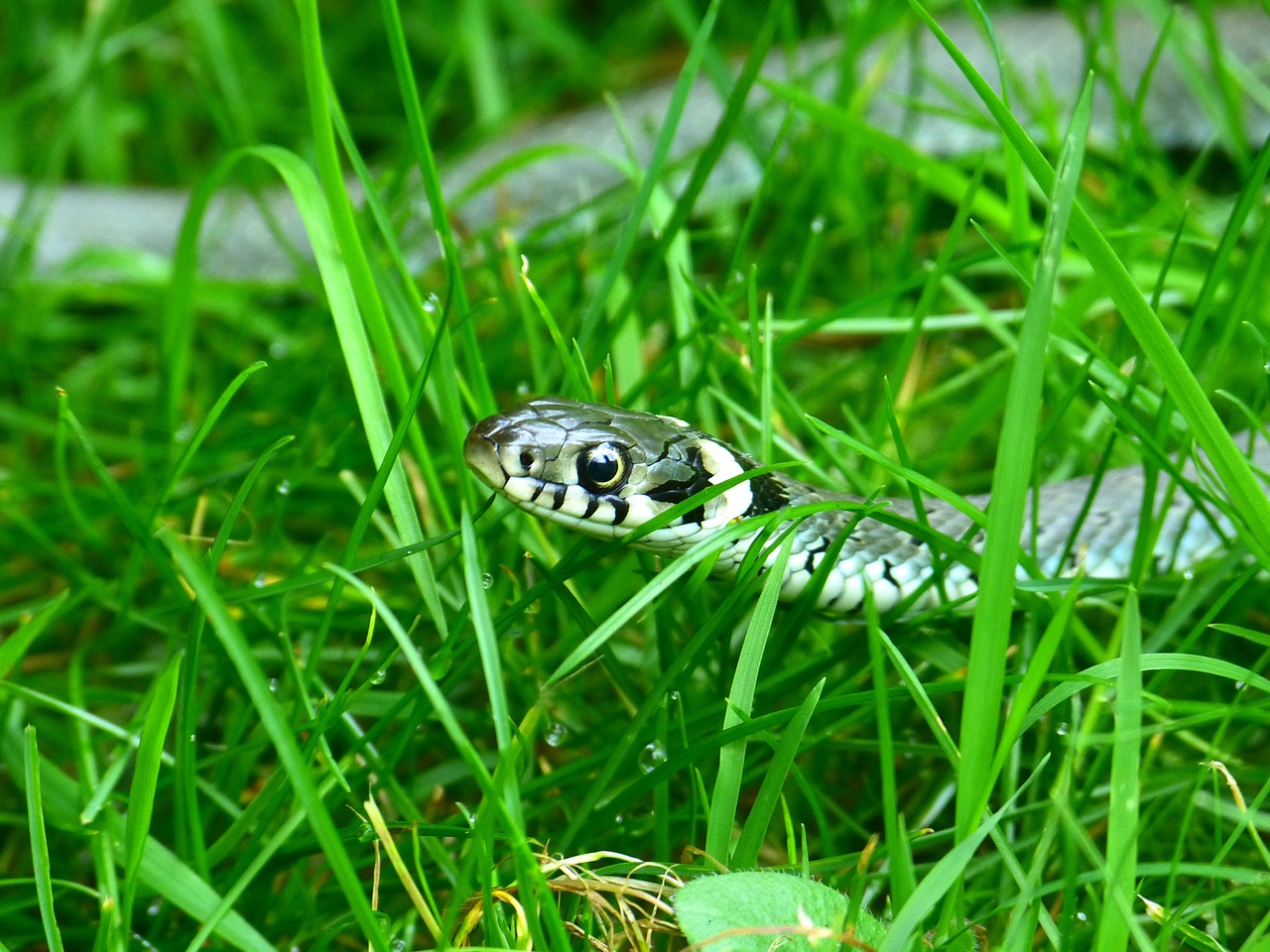 Image - grass snake snake head game