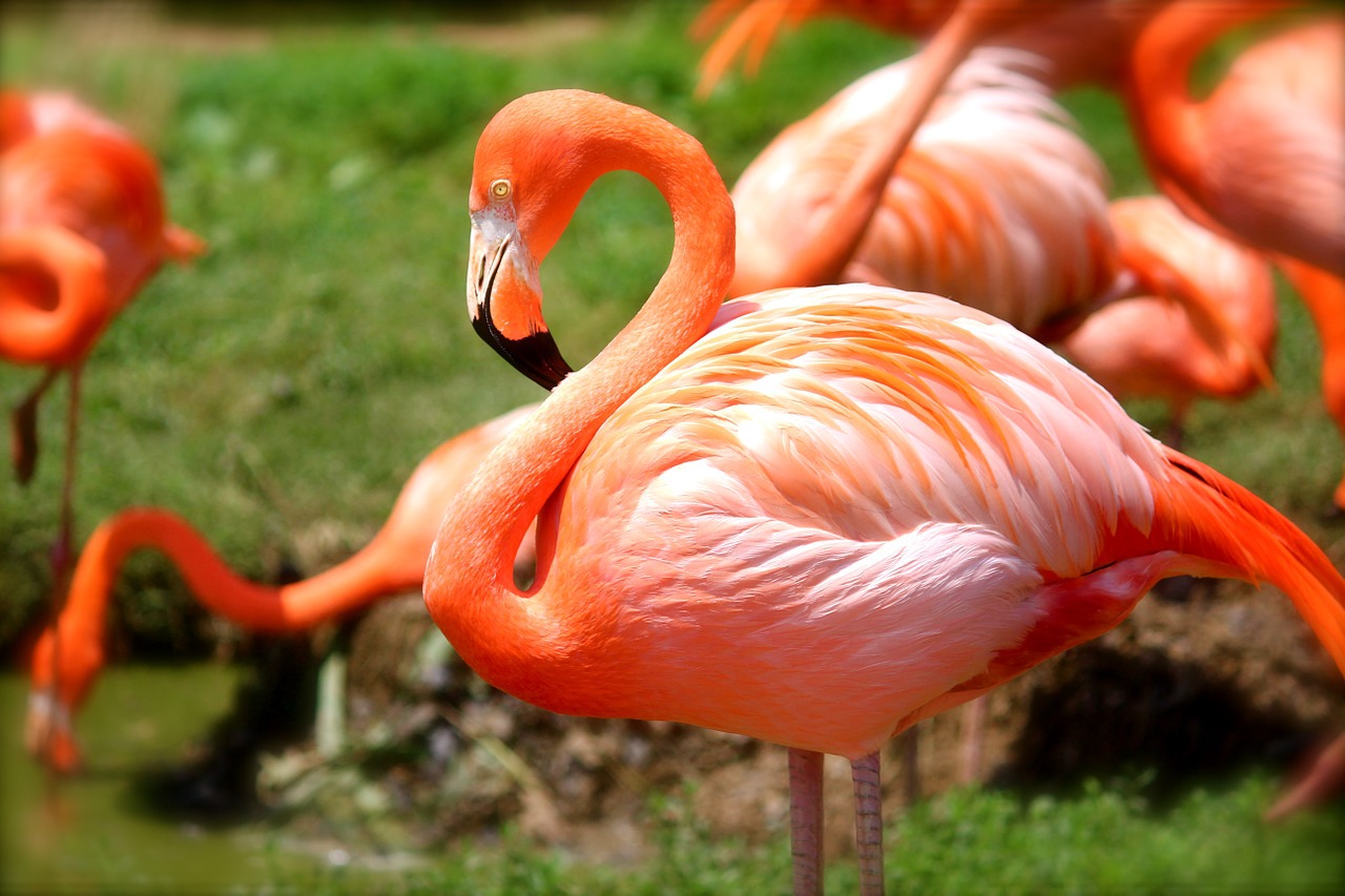 Image - flamingo bird pink nature animal