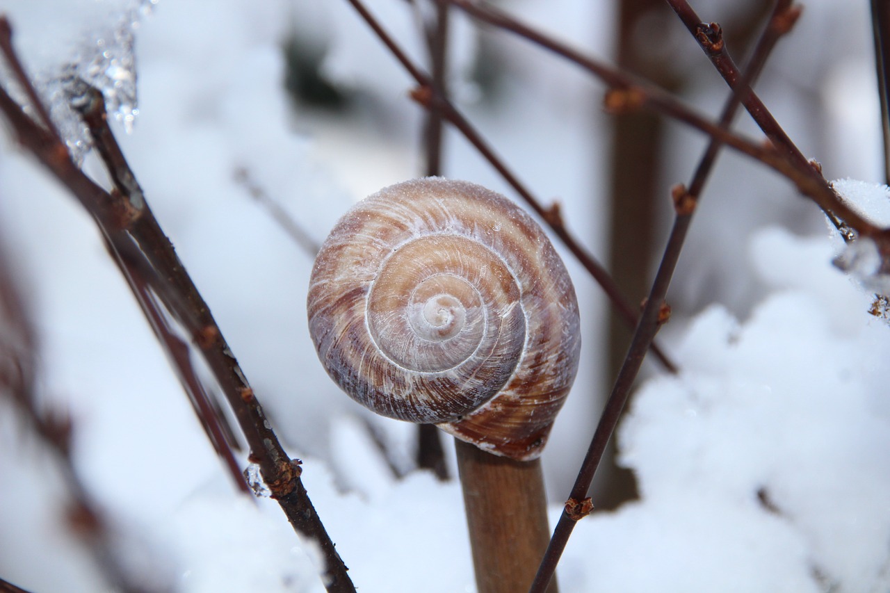 Image - winter rod snow ice snail shell