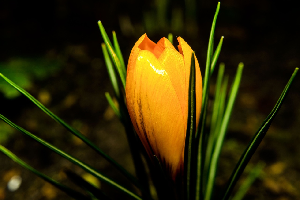 Image - flower blossom bloom winter crocus