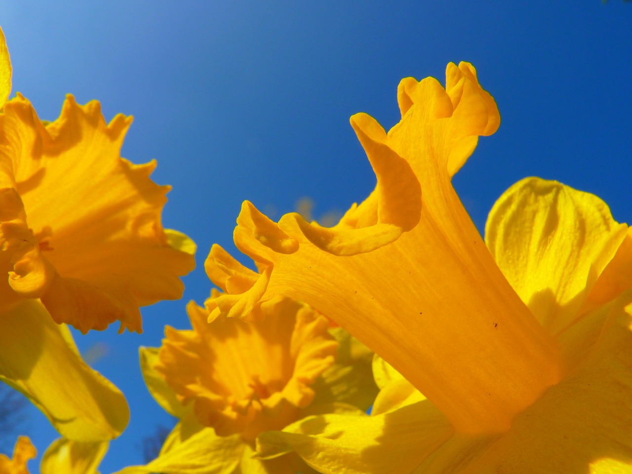 Image - narcissus daffodil flower blossom