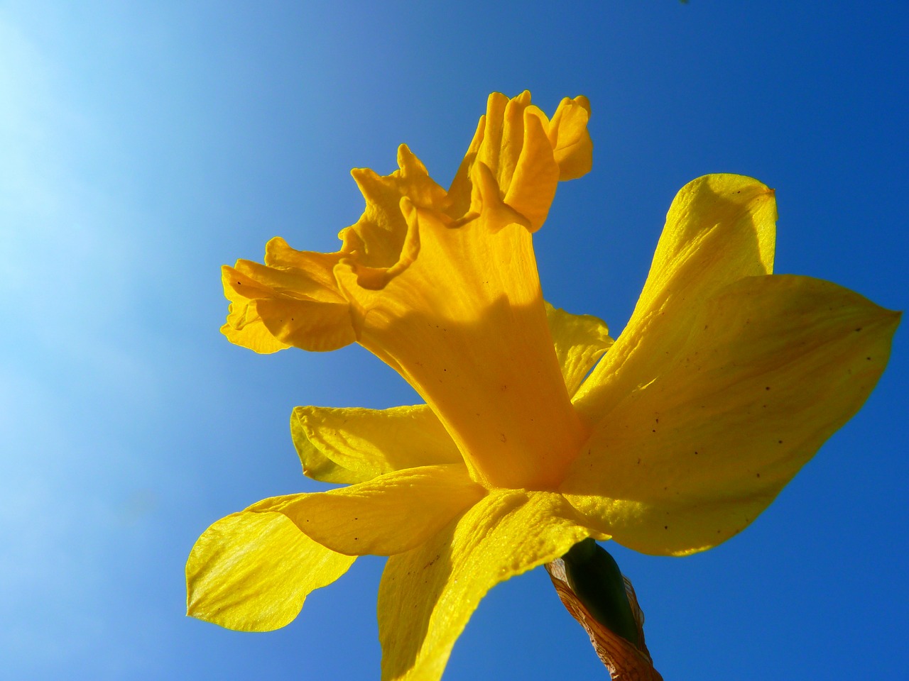 Image - narcissus daffodil flower blossom