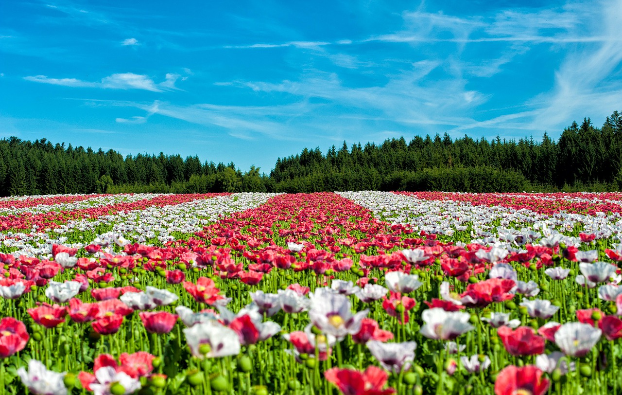 Image - poppy field of poppies flower