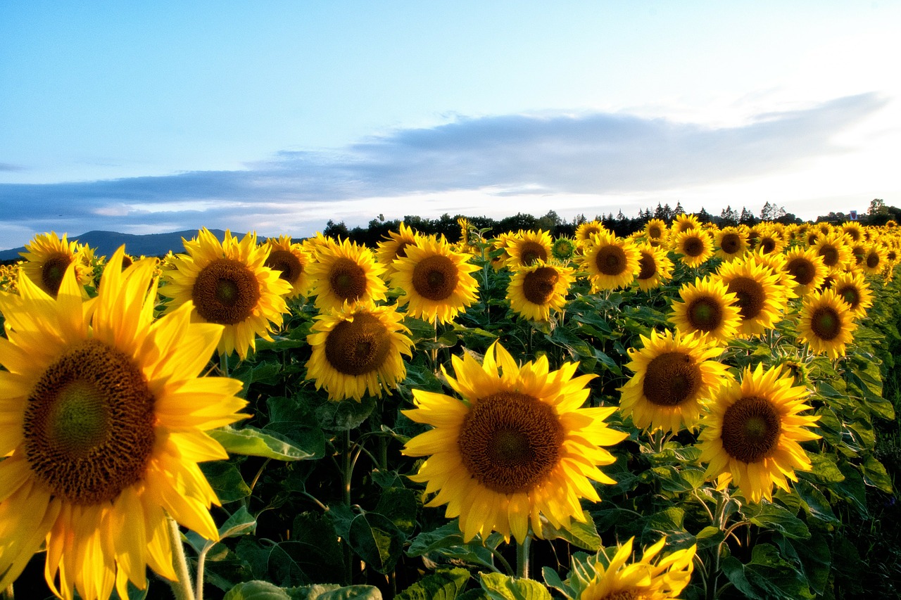 Image - sunflower yellow flowers flora