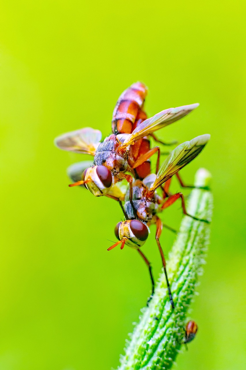 Image - fly insects pair chennai india