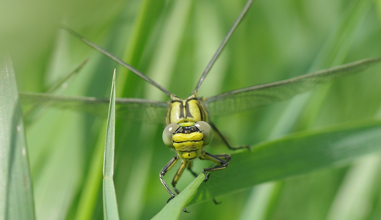 Image - insect dragonfly vulgatissimus