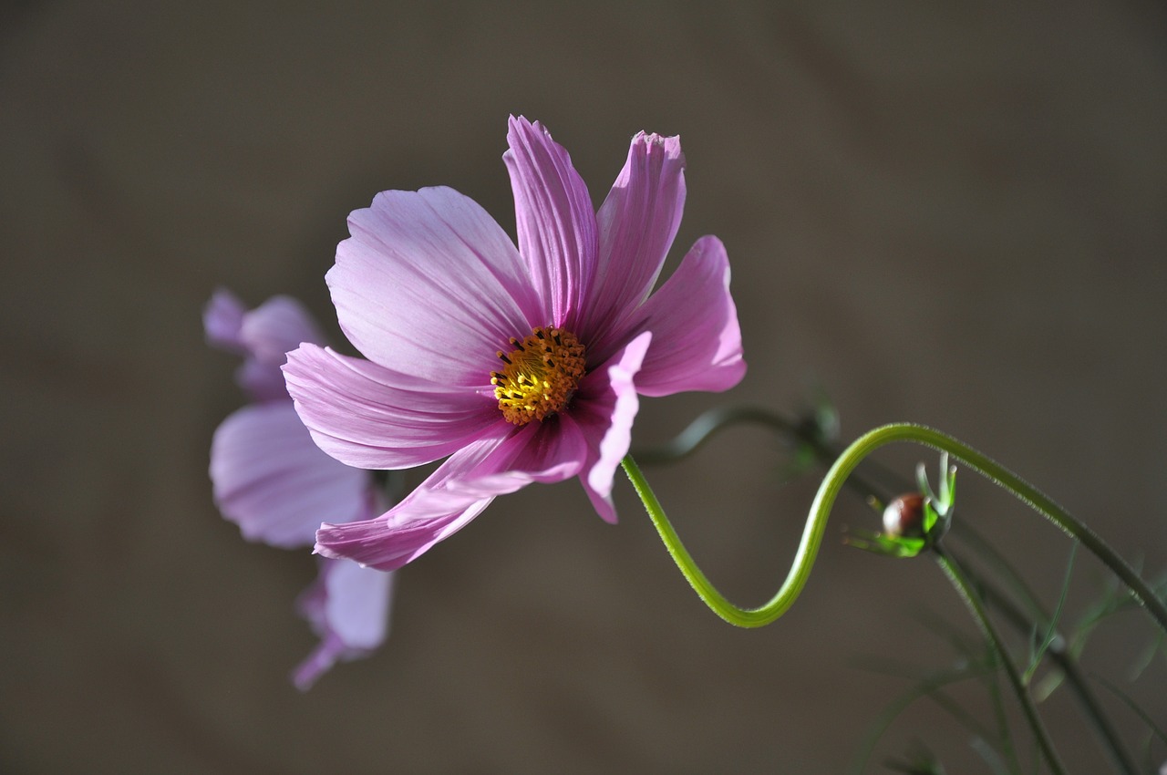 Image - flower plant flowering krásenka