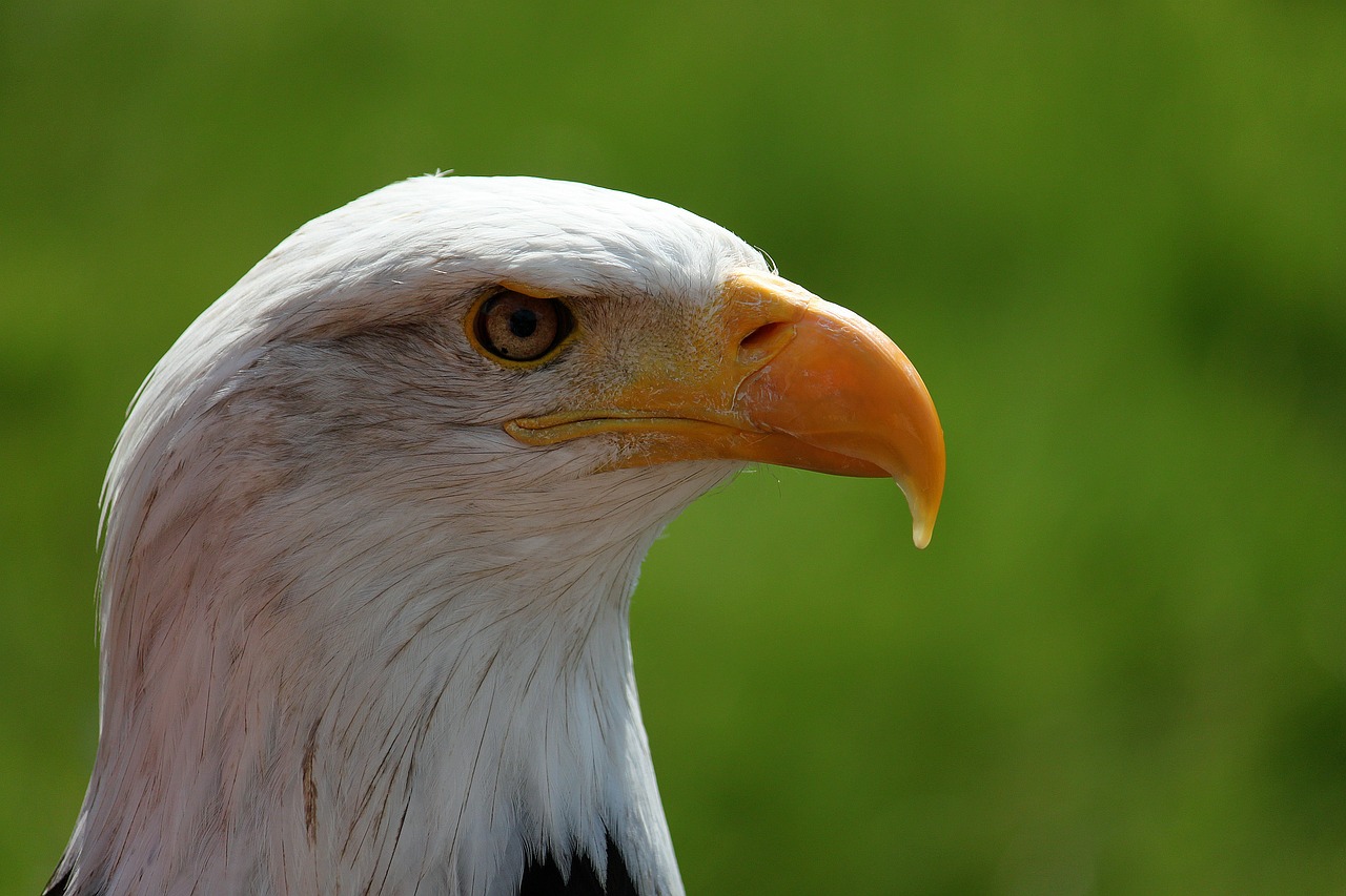 Image - bald eagle portrait