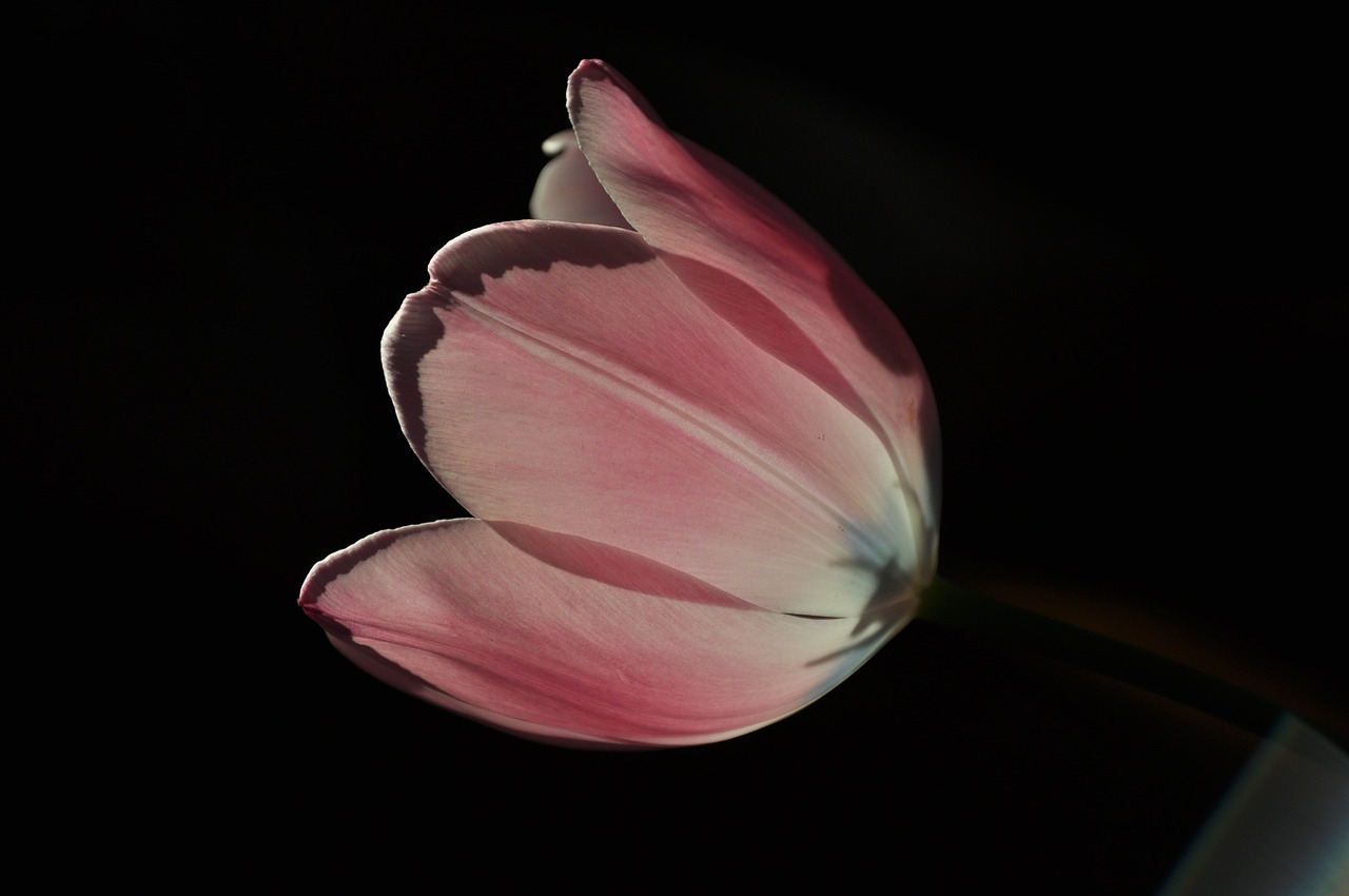 Image - tulip flower pink spring garden