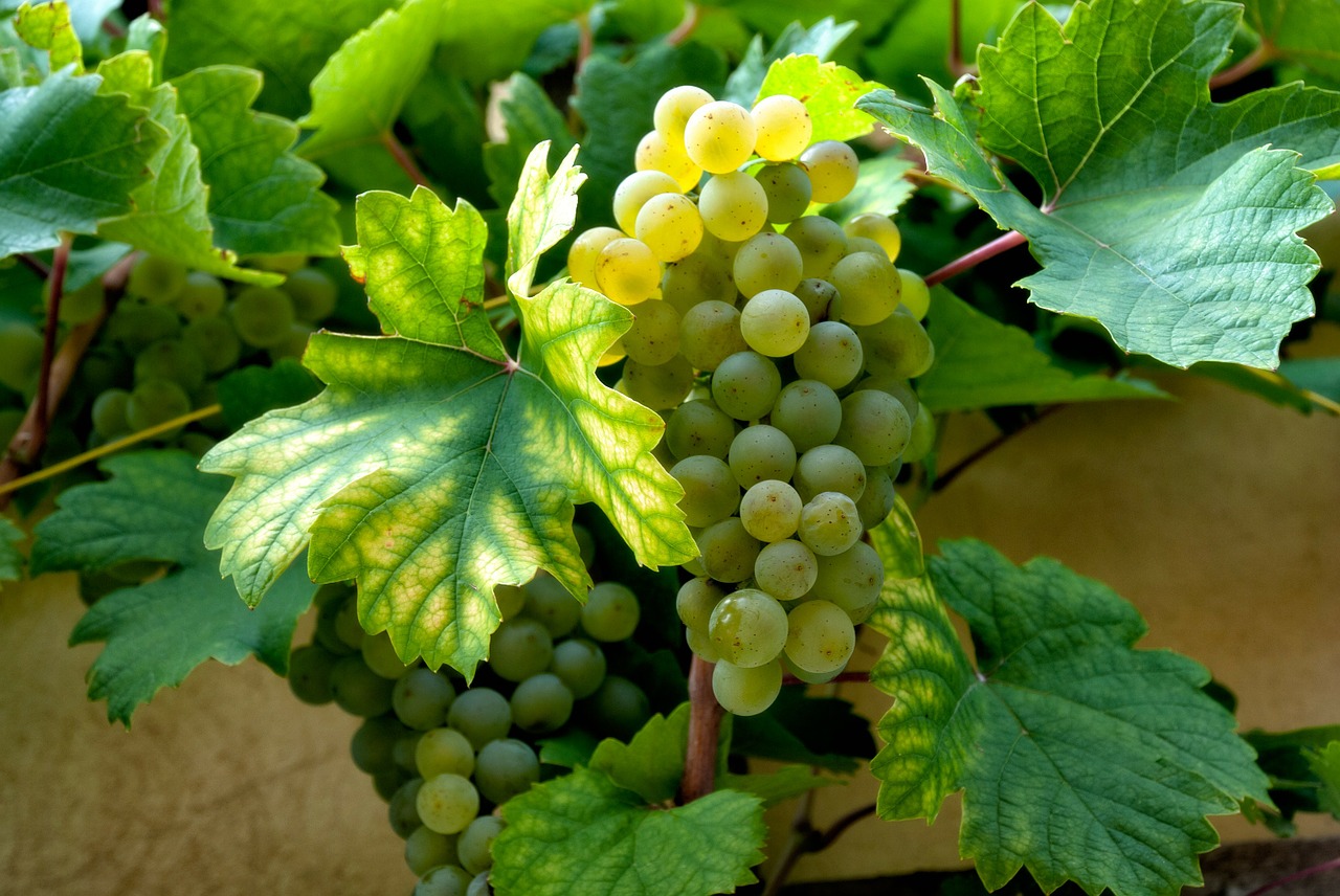 Image - wine grapes grape vine white