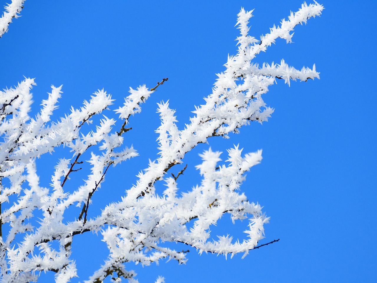 Image - hoarfrost crystal branch sky blue