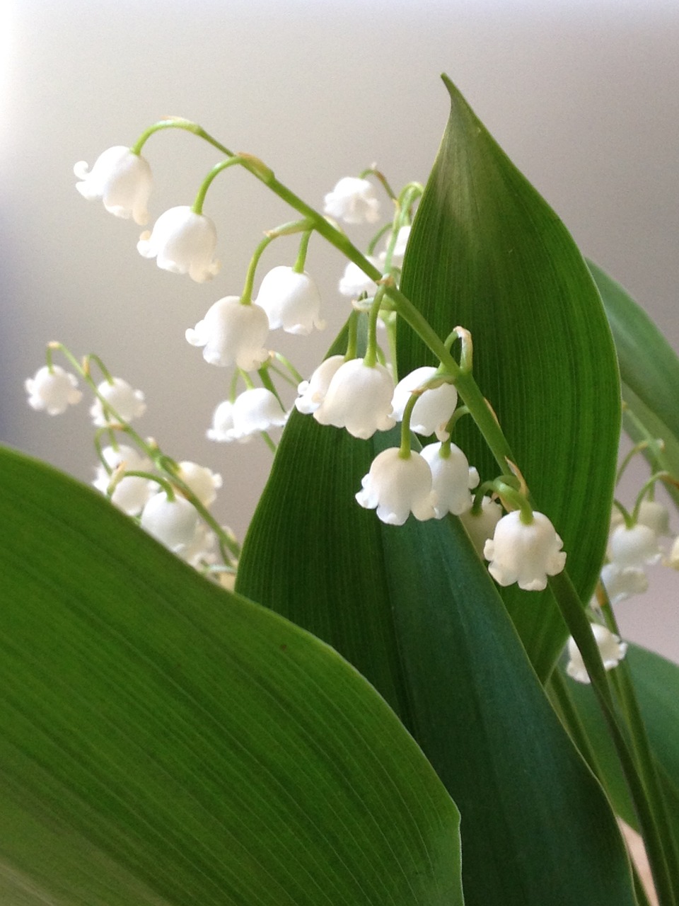 Image - lilly of the valley white flower
