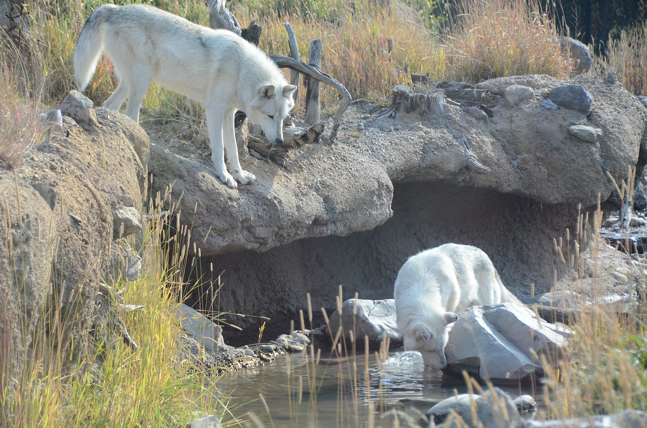 Image - wolves white wolves animals wolf