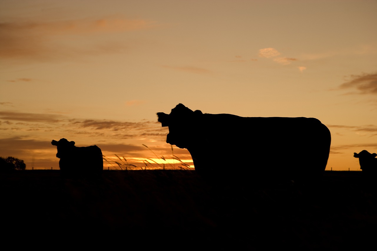 Image - cattle grazing silhouettes farm